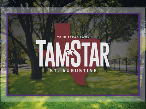 TamStar — Texas A&M