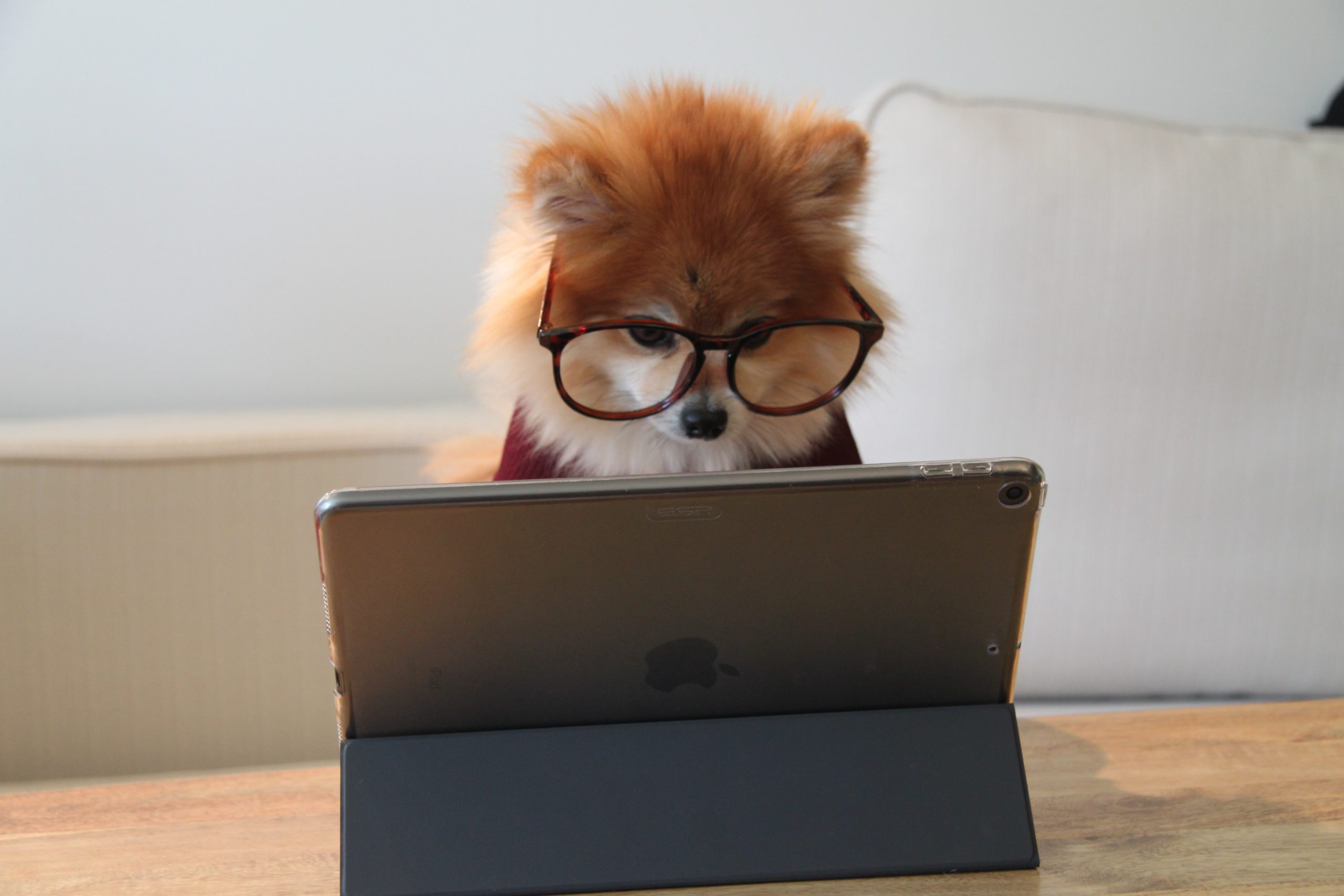 dog in glasses with computer