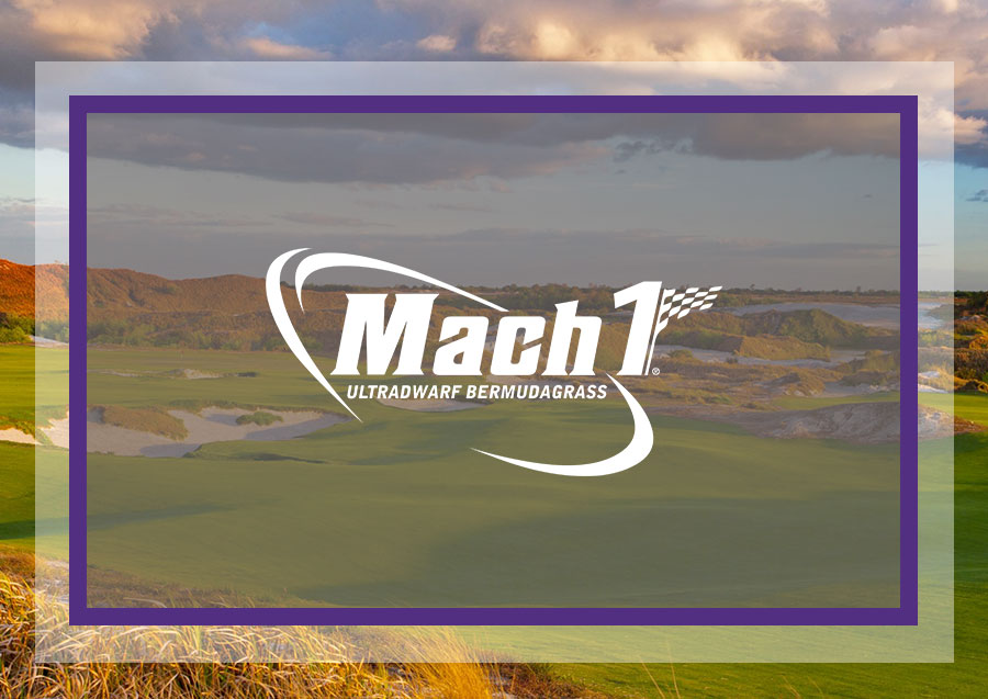 Mach 1 Ultradwarf Bermudagrass